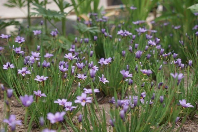  Blauw Ogengras/bieslelie (Sisyrinchium Angustifolium)