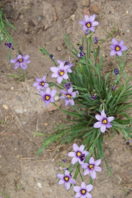  Blauw Ogengras/bieslelie (Sisyrinchium Angustifolium)