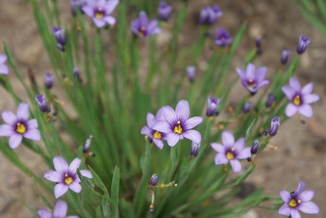  Blauw Ogengras/bieslelie (Sisyrinchium Angustifolium)