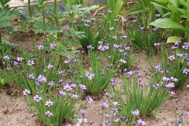  Blauw Ogengras/bieslelie (Sisyrinchium Angustifolium)