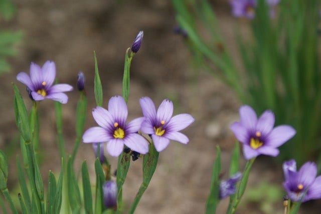  Blauw Ogengras/bieslelie (Sisyrinchium Angustifolium)