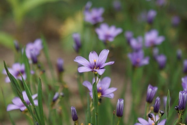  Blauw Ogengras/bieslelie (Sisyrinchium Angustifolium)