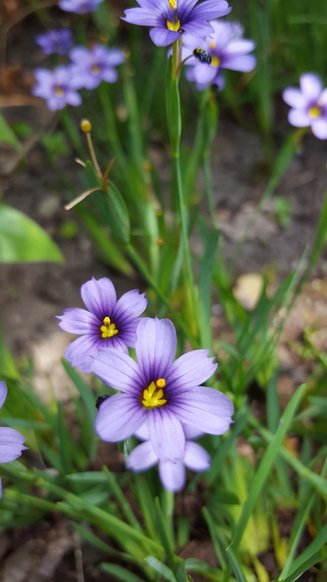  Blauw Ogengras/bieslelie (Sisyrinchium Angustifolium)