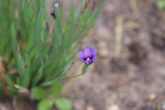  Blauw Ogengras/bieslelie (Sisyrinchium Angustifolium)
