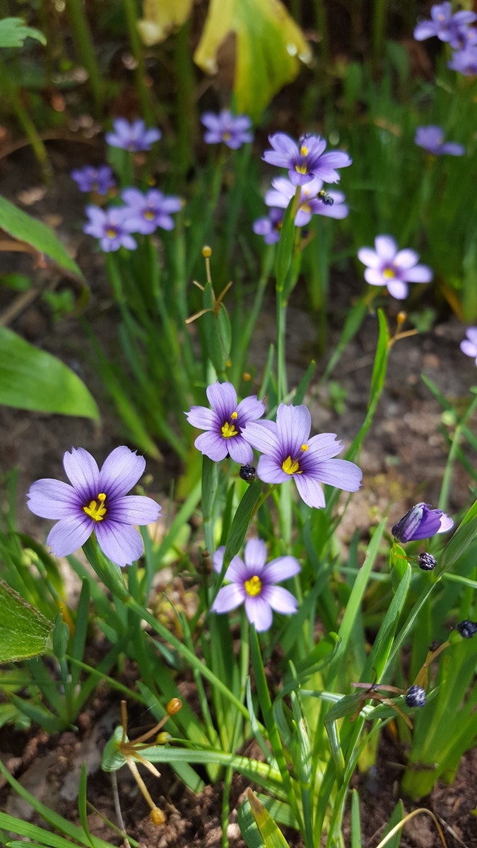  Blauw Ogengras/bieslelie (Sisyrinchium Angustifolium)