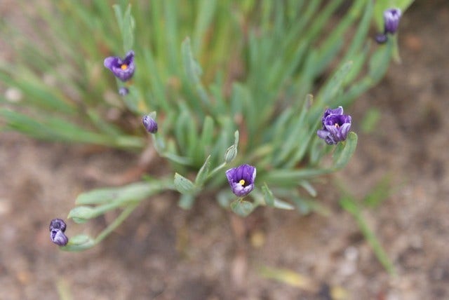  Blauw Ogengras/bieslelie (Sisyrinchium Angustifolium)