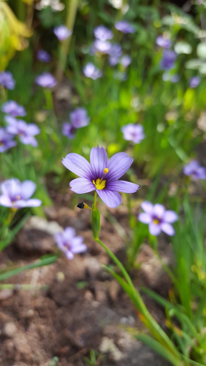  Blauw Ogengras/bieslelie (Sisyrinchium Angustifolium)
