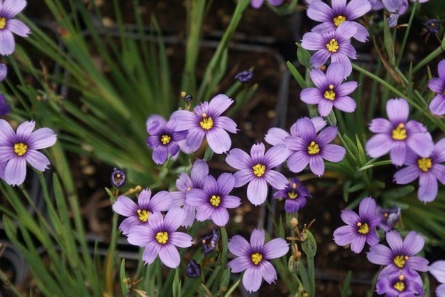  Blauw Ogengras/bieslelie (Sisyrinchium Angustifolium)