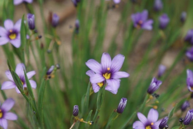  Blauw Ogengras/bieslelie (Sisyrinchium Angustifolium)