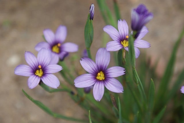  Blauw Ogengras/bieslelie (Sisyrinchium Angustifolium)