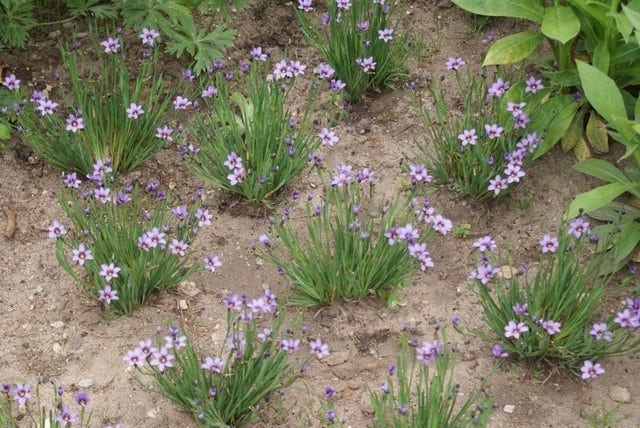  Blauw Ogengras/bieslelie (Sisyrinchium Angustifolium)