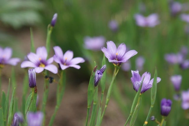  Blauw Ogengras/bieslelie (Sisyrinchium Angustifolium)