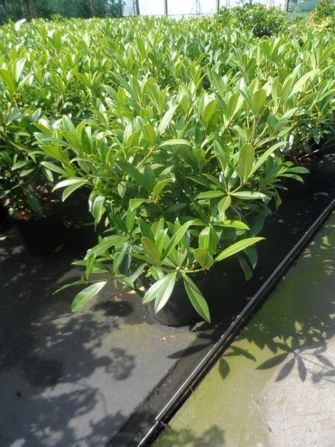  Skimmia (Skimmia Confusa 'Kew Green')
