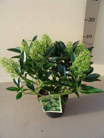  Skimmia (Skimmia Confusa 'Kew Green')