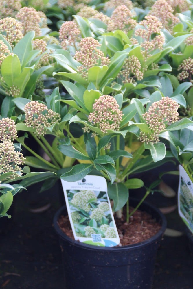  Skimmia (Skimmia Japonica 'Fragrant Cloud')
