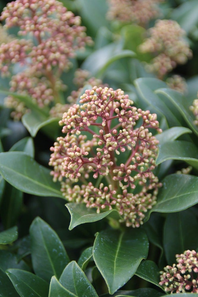  Skimmia (Skimmia Japonica 'Fragrant Cloud')