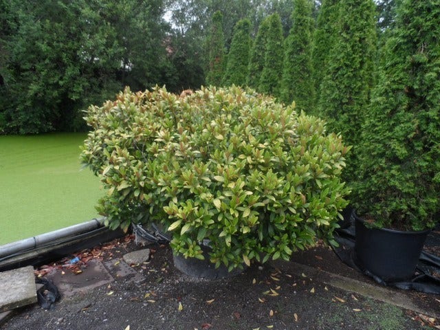  Skimmia (Skimmia Japonica 'Rubella')