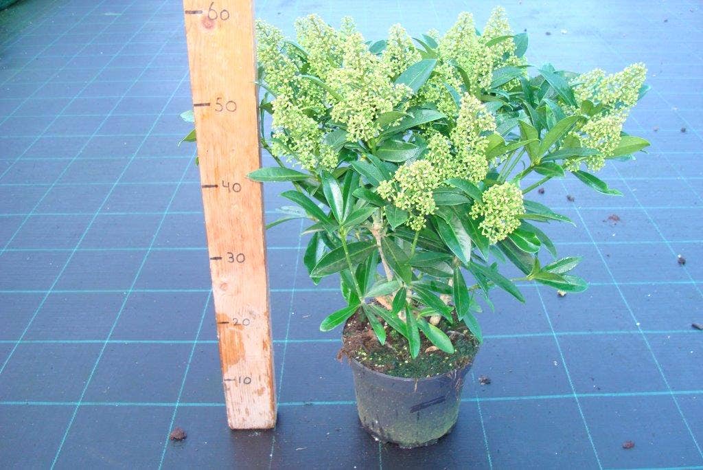  Skimmia (Skimmia Confusa 'Kew Green')