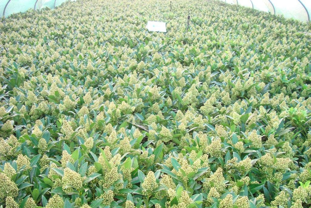  Skimmia (Skimmia Confusa 'Kew Green')