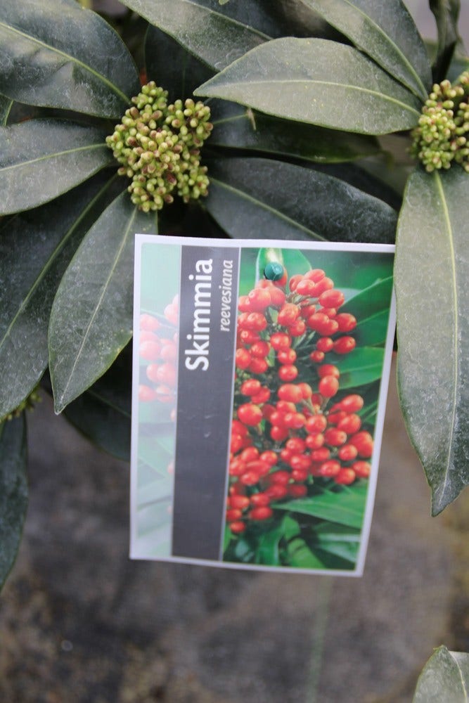 Skimmia (Skimmia Reevesiana)