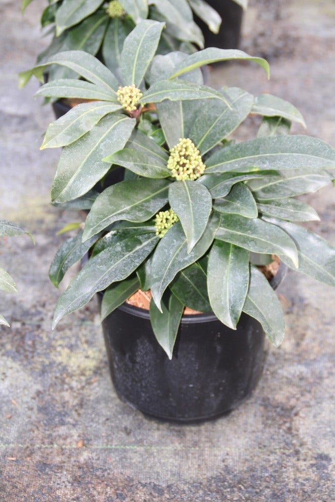  Skimmia (Skimmia Reevesiana)