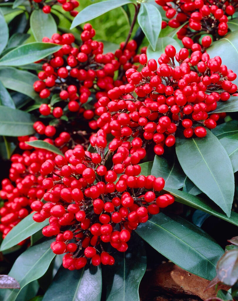  Skimmia (Skimmia Reevesiana)