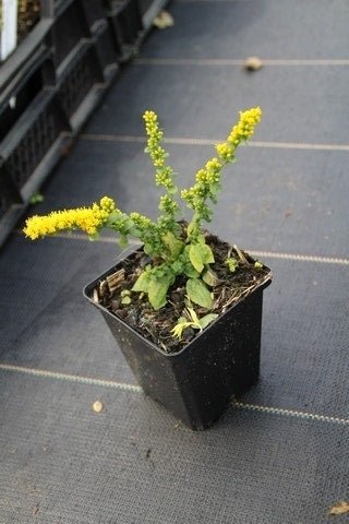  Guldenroede (Solidago Sphacelata 'Golden Fleece')
