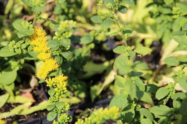  Guldenroede (Solidago Sphacelata 'Golden Fleece')