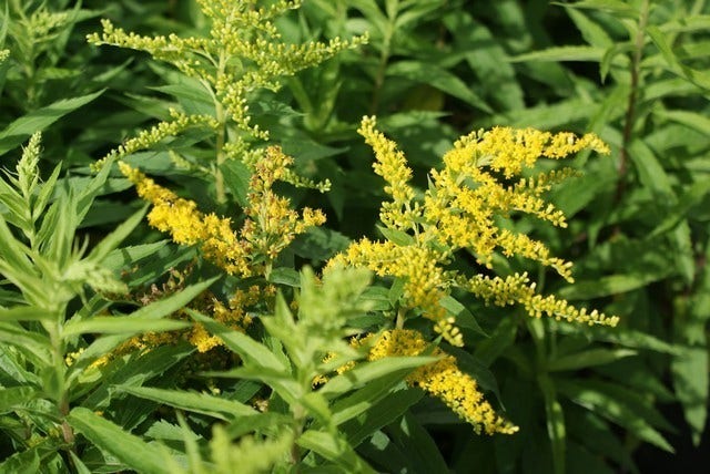  Guldenroede (Solidago 'Strahlenkrone')