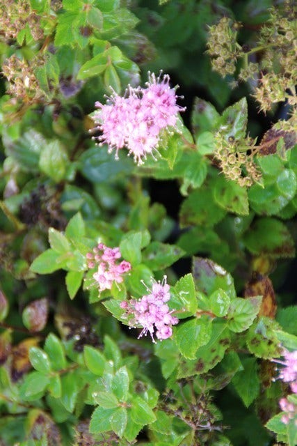  Spierstruik (Spiraea Japonica 'Little Princess')
