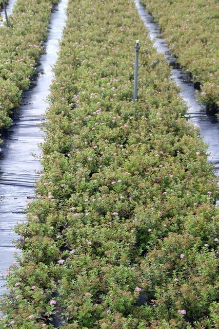  Spierstruik (Spiraea Japonica 'Little Princess')