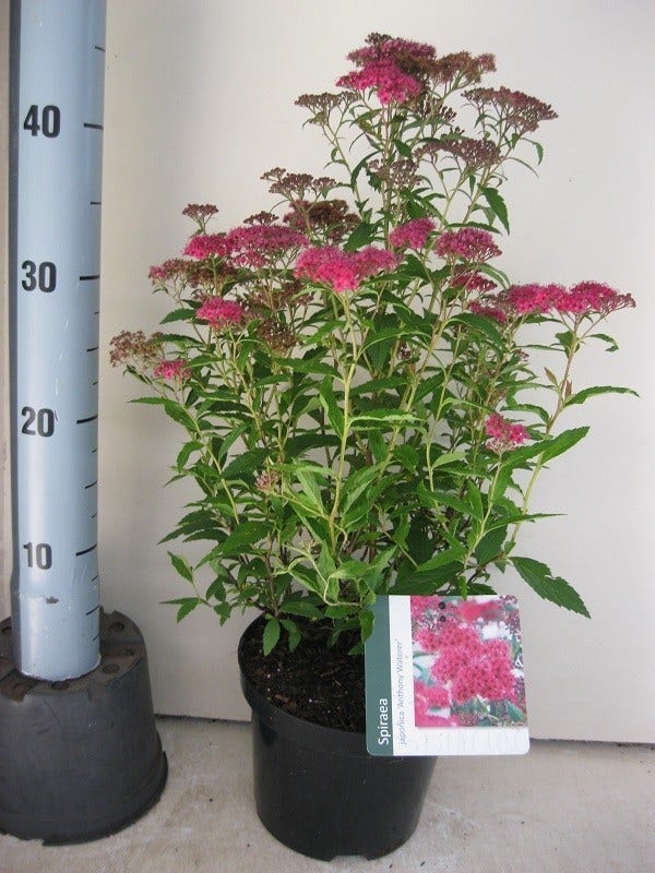  Spierstruik (Spiraea Japonica 'Anthony Waterer')