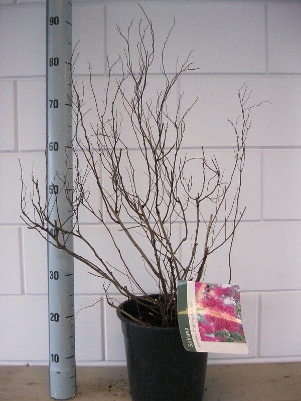  Spierstruik (Spiraea Japonica 'Anthony Waterer')