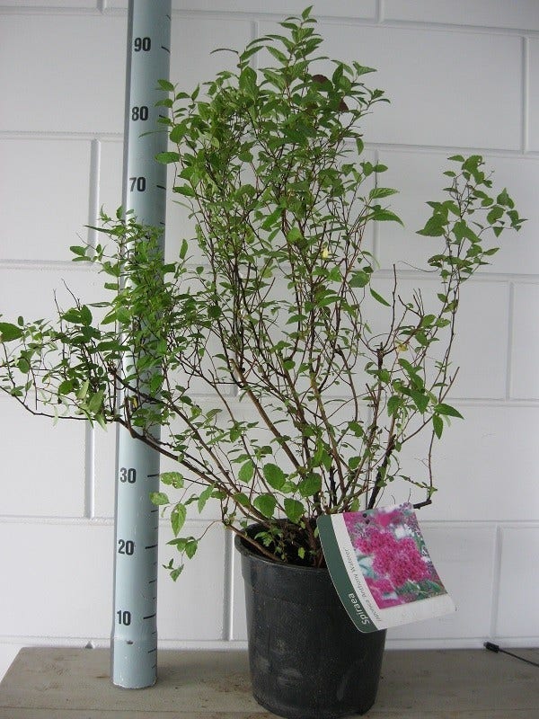  Spierstruik (Spiraea Japonica 'Anthony Waterer')