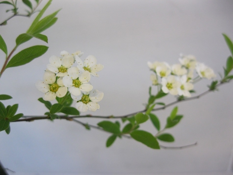  Spierstruik (Spiraea Cinerea 'Grefsheim')