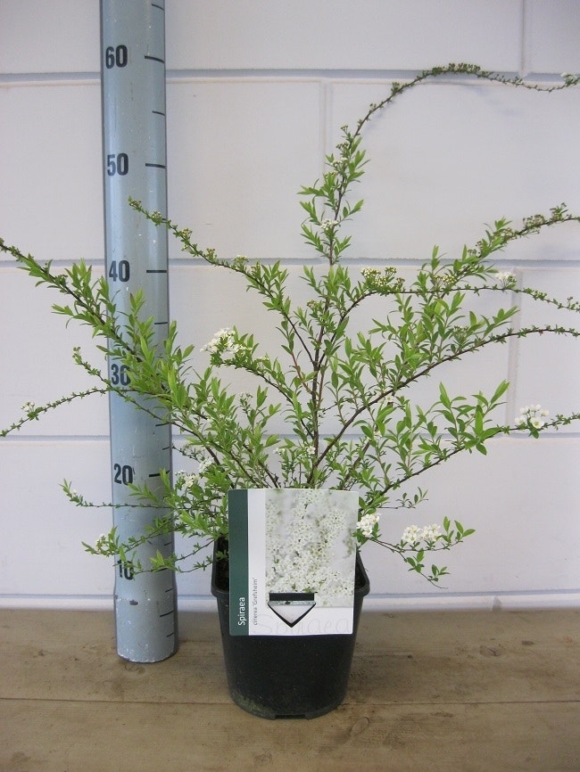  Spierstruik (Spiraea Cinerea 'Grefsheim')