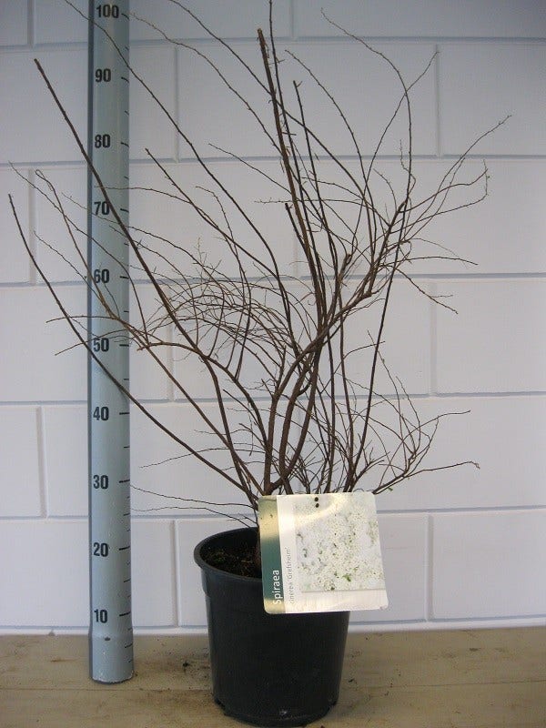  Spierstruik (Spiraea Cinerea 'Grefsheim')