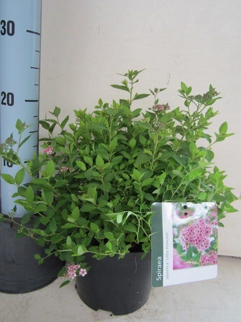  Spierstruik (Spiraea Japonica 'Little Princess')