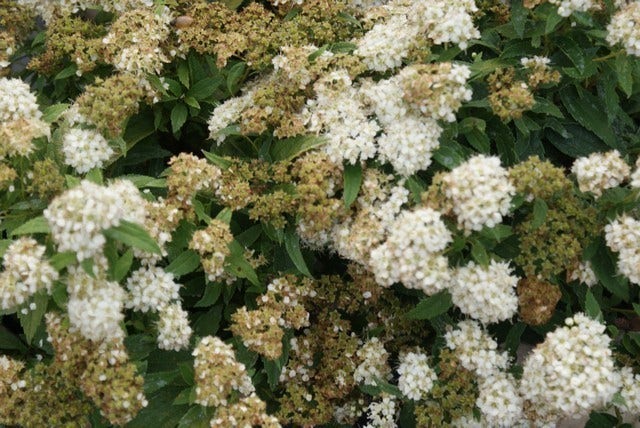  Spierstruik (Spiraea Japonica 'Albiflora')