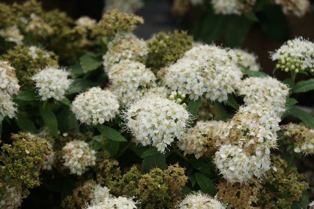  Spierstruik (Spiraea Japonica 'Albiflora')