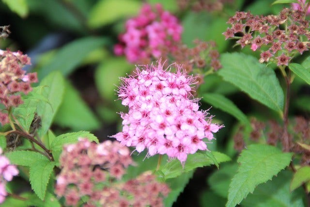  Spierstruik (Spiraea Japonica 'Anthony Waterer')