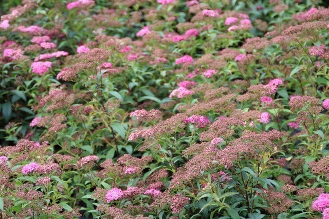  Spierstruik (Spiraea Japonica 'Anthony Waterer')