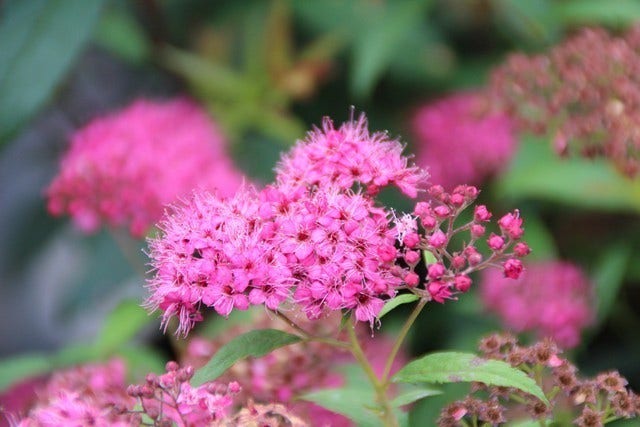  Spierstruik (Spiraea Japonica 'Anthony Waterer')