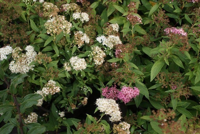 Spierstruik (Spiraea Japonica 'Genpei' (Shirobana))