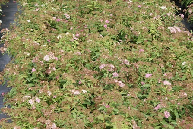  Spierstruik (Spiraea Japonica 'Genpei' (Shirobana))
