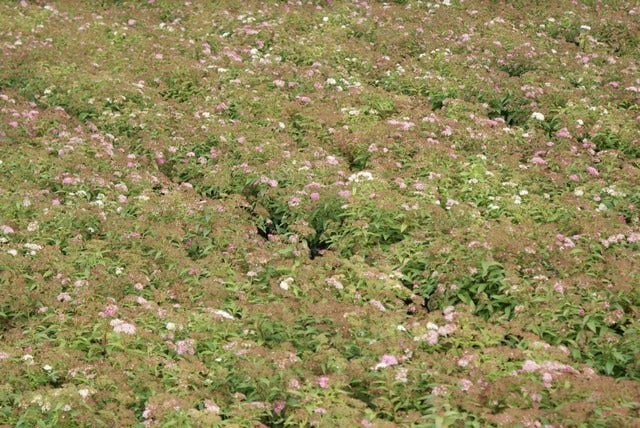  Spierstruik (Spiraea Japonica 'Genpei' (Shirobana))