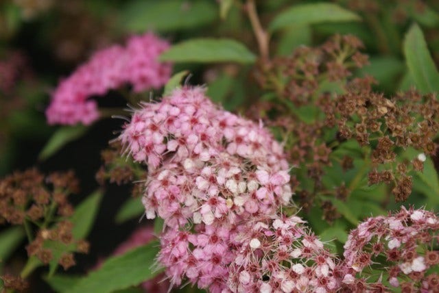  Spierstruik (Spiraea Japonica 'Genpei' (Shirobana))