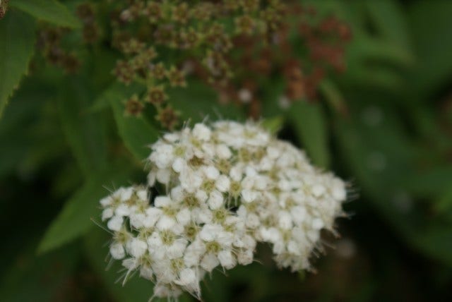  Spierstruik (Spiraea Japonica 'Genpei' (Shirobana))