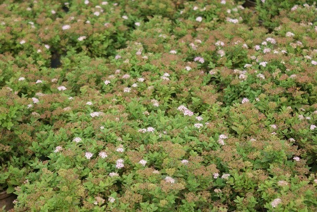  Spierstruik (Spiraea Japonica 'Little Princess')