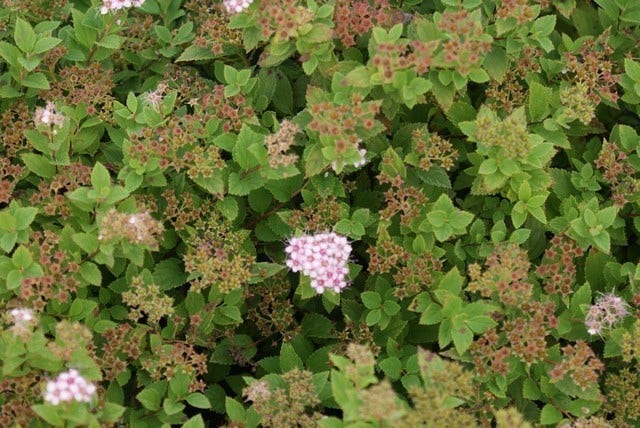  Spierstruik (Spiraea Japonica 'Little Princess')